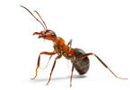ant pronunciation