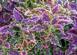 Image result for Plectranthus scutellarioides 'Paisley Shawl'