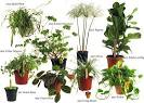 Botanicalls » Classic Botanicalls: The Plants