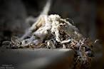 Detritus | macro, photos - seriocomic.