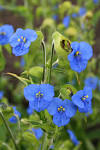File:<b>Commelina</b> tuberosa JPG1.