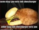 cat steals cheeseburger