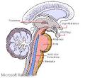 Human Physiology - Neurons &amp; the Nervous System II