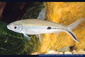 Image result for Hemiodopsis microlepis