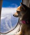 Airlines and Service Animals - National Service Animal Registry