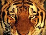 <b>animaux</b>-sauvages.jpg