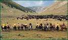 Half Circle Ranch - Grass Fed Piedmontese Beef