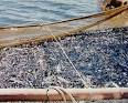 Baltic Herring