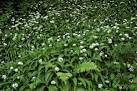 hibernation eat it to cleanse their metabolism and regain their strength - via Daymix