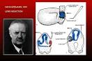 Developmental Biology 9e Online: A Selective History of Induction II