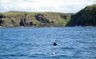 NM3981 : Basking shark off Eilean nan Each, Muck - via Daymix
