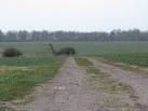 Note that this is not the Loch Ness monster crossing the track. - via Daymix
