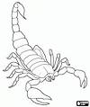 Scorpion coloring page