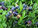 Urban Garden Casual    Blue for Blueberries  How to Grow Them