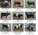 International Miniature Cattle Breeds Registry, INC.