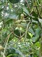 <b>Macadamia</b>