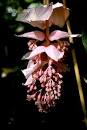 BioLib - Medinilla magnifica (Rose-grape) - Image