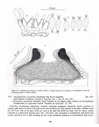 Image result for Satchmopsis sacciformis