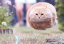 missile cat