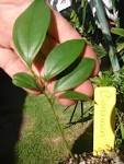 <b>Cinnamomum Zeylanicum</b>.