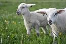 Sheep 101 Home Page