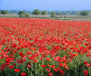 Picture of Fredericksburg - Field of Red Corn Poppies near ... 