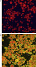 ScienceDirect.com - Transactions of the Royal Society of Tropical ...