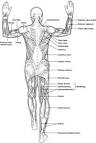 muscle: Definition, Synonyms from Answers.