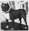The Project Gutenberg eBook of The Boston Terrier and All About It ...