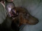 maybe she has "Color Mutant Alopecia"? :( - Doberman Forum ...