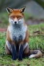 Fox at the British Wildlife - via Daymix