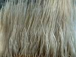 File:Baleen P1180087.jpg - Wikipedia, the free encyclopedia