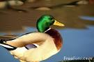 duck photos of world in the world photos