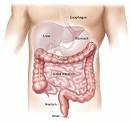 COLON INTESTINES - public domain clip art image