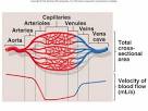 Blood Vessels