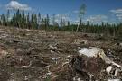 Deforestation / Evidence for Warming from Changes in Plant ...