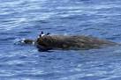 Blainville's Beaked Whale (Mesoplodon densirostris) - Office of ...