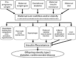 of maternal <b>over nutrition</b>