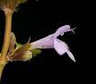 Glechoma hederacea - Wikipedia, the free encyclopedia