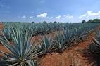 Blue Agave Photo Gallery - Digital Images - Page Two