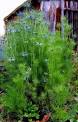 <b>Nigella damascena</b> Love-In-A-