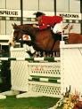 Breeds of Livestock - Dutch Warmblood Horse