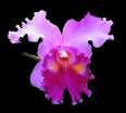 Cattleya Orchid Care