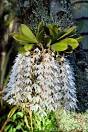 Epiphytic orchid