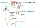 conditioned <b>reflex</b> arc process