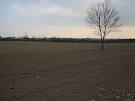 Lone tree in tillage field near Danesfort, close to the N10 about 8 Km S of - via Daymix