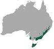 Common wombat - Wikipedia, the free encyclopedia