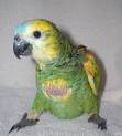Special Blue-Fronted Amazon Parrots from Aves International