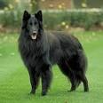 Belgian Shepherd / Coolspotters
