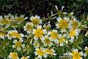 HowStuffWorks "Creeping Fig: A Profile of a Vine"
